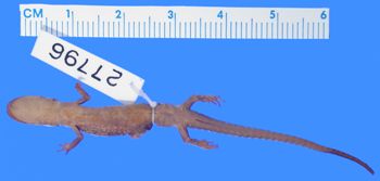 Media type: image; Herpetology A-27796
